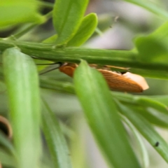 Ellipsidion humerale at Darlington, NSW - 20 Jan 2024