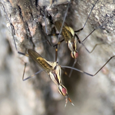 Unidentified Crane fly, midge, mosquito or gnat (several families) at Darlington, NSW - 20 Jan 2024 by Hejor1