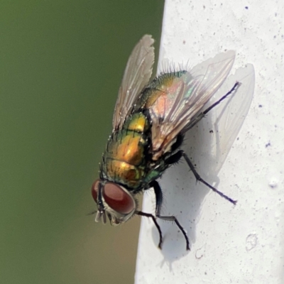 Unidentified Blow fly (Calliphoridae) at Darlington, NSW - 20 Jan 2024 by Hejor1