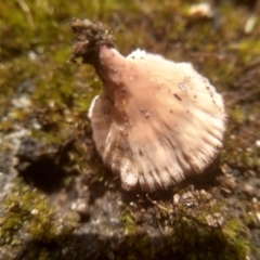 Podoscypha petalodes at Cooma, NSW - 20 Jan 2024 01:29 PM