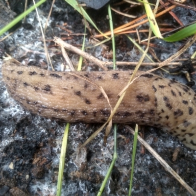 Limax maximus (Leopard Slug, Great Grey Slug) at Cooma, NSW - 20 Jan 2024 by mahargiani