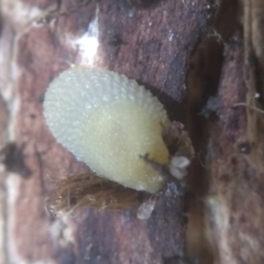 Arion intermedius at Cooma North Ridge Reserve - 20 Jan 2024