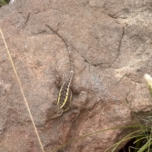 Diporiphora nobbi at Cooma North Ridge Reserve - 20 Jan 2024