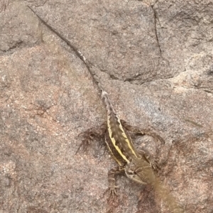 Diporiphora nobbi at Cooma North Ridge Reserve - 20 Jan 2024