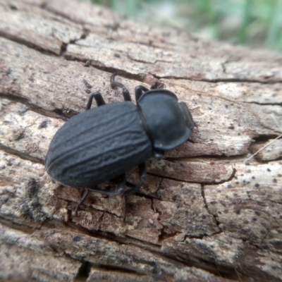 Byallius sp. (genus) (Byallius darkling beetle) at Cooma North Ridge Reserve - 20 Jan 2024 by mahargiani