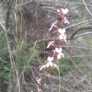 Stylidium sp. at Cooma North Ridge Reserve - 20 Jan 2024