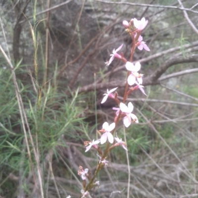 Stylidium sp. (Trigger Plant) at Cooma, NSW - 20 Jan 2024 by mahargiani
