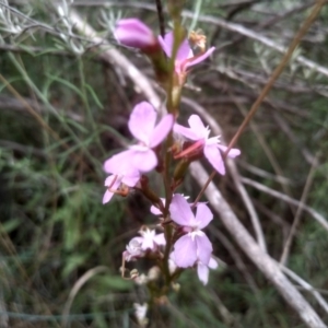 Stylidium sp. at Cooma North Ridge Reserve - 20 Jan 2024