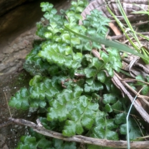 Pleurosorus rutifolius at Cooma North Ridge Reserve - 20 Jan 2024