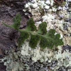 Pleurosorus rutifolius at Cooma North Ridge Reserve - 20 Jan 2024