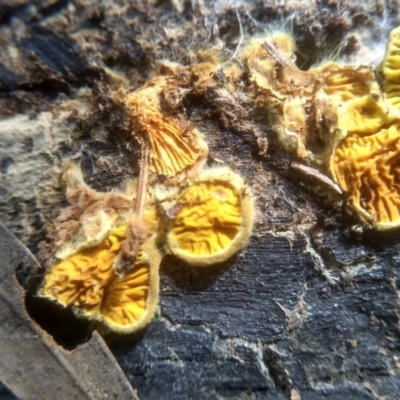 Schizophyllum commune (Split Gill Fungus) at Cooma North Ridge Reserve - 20 Jan 2024 by mahargiani
