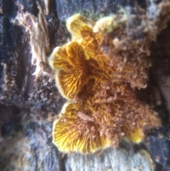 Schizophyllum commune at Cooma North Ridge Reserve - 20 Jan 2024