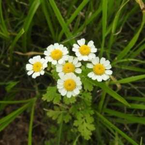 Tanacetum parthenium at Lions Youth Haven - Westwood Farm A.C.T. - 20 Jan 2024 05:00 PM