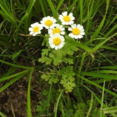 Tanacetum parthenium at Lions Youth Haven - Westwood Farm A.C.T. - 20 Jan 2024 05:00 PM