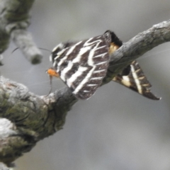 Comocrus behri (Mistletoe Day Moth) at Lions Youth Haven - Westwood Farm A.C.T. - 20 Jan 2024 by HelenCross