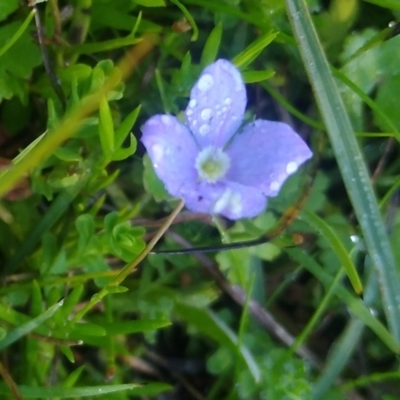 Veronica subtilis (Slender Speedwell) at The Tops at Nurenmerenmong - 10 Jan 2024 by MaartjeSevenster