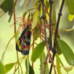 Delias harpalyce (Imperial Jezebel) at Kambah, ACT - 20 Jan 2024 by HelenCross