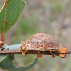 Paropsis atomaria (Eucalyptus leaf beetle) at Lions Youth Haven - Westwood Farm A.C.T. - 20 Jan 2024 by HelenCross
