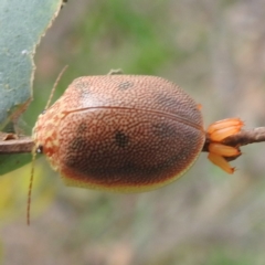 Paropsis atomaria at Lions Youth Haven - Westwood Farm A.C.T. - 20 Jan 2024 06:38 PM