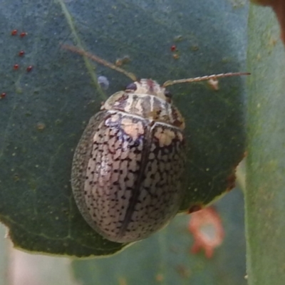 Paropsisterna sp. (genus) (A leaf beetle) at Lions Youth Haven - Westwood Farm A.C.T. - 20 Jan 2024 by HelenCross