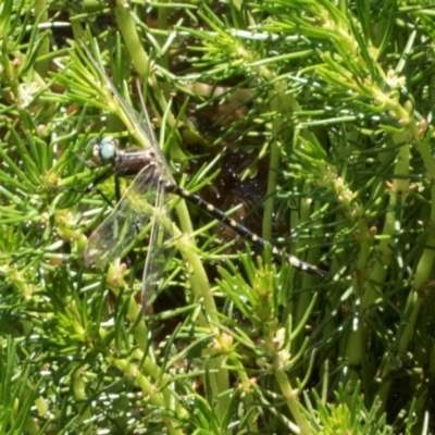 Synthemis eustalacta (Swamp Tigertail) at Glen Allen, NSW - 18 Jan 2024 by AlisonMilton