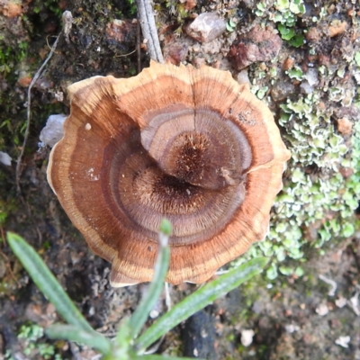 Coltricia sp. at McQuoids Hill - 19 Jan 2024 by HelenCross