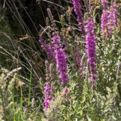 Lythrum salicaria (Purple Loosestrife) at Glen Allen, NSW - 18 Jan 2024 by AlisonMilton