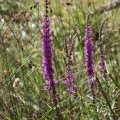 Lythrum salicaria at Glen Allen, NSW - 18 Jan 2024