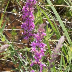 Lythrum salicaria at Glen Allen, NSW - 18 Jan 2024