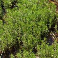 Myriophyllum sp. (Water-milfoil) at Glen Allen, NSW - 18 Jan 2024 by AlisonMilton