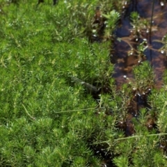 Myriophyllum sp. at Glen Allen, NSW - 18 Jan 2024