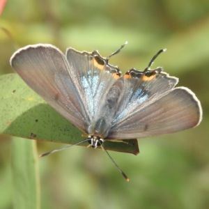 Jalmenus ictinus at McQuoids Hill - 20 Jan 2024