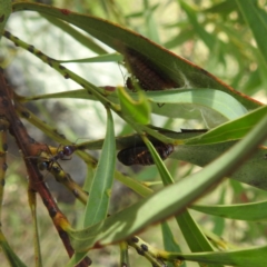 Jalmenus ictinus at McQuoids Hill - 20 Jan 2024