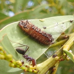 Jalmenus ictinus at McQuoids Hill - 20 Jan 2024