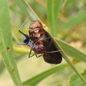 Jalmenus ictinus at McQuoids Hill - 20 Jan 2024