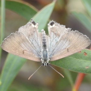 Jalmenus ictinus at McQuoids Hill - 20 Jan 2024 10:14 AM