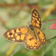 Geitoneura klugii (Marbled Xenica) at Kambah, ACT - 19 Jan 2024 by HelenCross