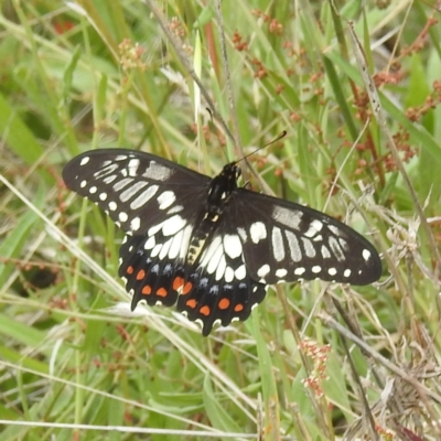 Papilio anactus (Dainty Swallowtail) at Kambah, ACT - 19 Jan 2024 by HelenCross