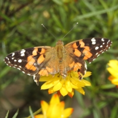 Vanessa kershawi (Australian Painted Lady) at Kambah, ACT - 19 Jan 2024 by HelenCross