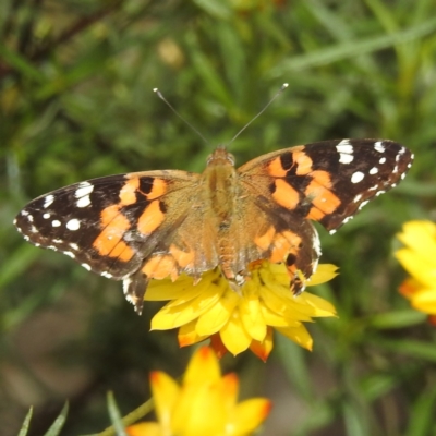 Vanessa kershawi (Australian Painted Lady) at McQuoids Hill - 19 Jan 2024 by HelenCross