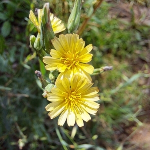 Lactuca serriola at Mount Majura - 20 Jan 2024