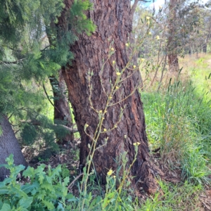 Lactuca serriola at Mount Majura - 20 Jan 2024