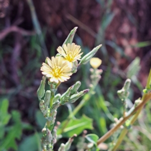 Lactuca serriola at Mount Majura - 20 Jan 2024