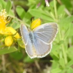 Zizina otis (Common Grass-Blue) at McQuoids Hill - 20 Jan 2024 by HelenCross