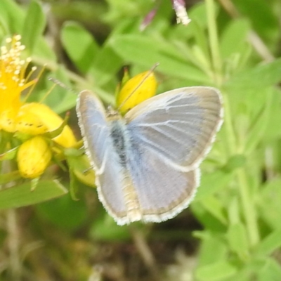 Zizina otis (Common Grass-Blue) at McQuoids Hill - 20 Jan 2024 by HelenCross