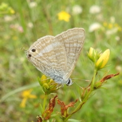 Lampides boeticus (Long-tailed Pea-blue) at Kambah, ACT - 20 Jan 2024 by HelenCross