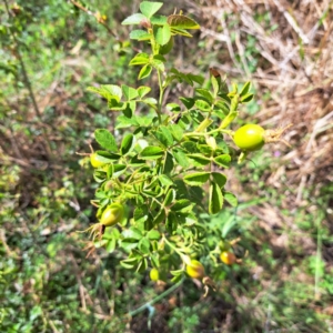 Rosa rubiginosa at Mount Majura - 20 Jan 2024 10:31 AM