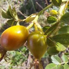 Rosa rubiginosa at Mount Majura - 20 Jan 2024