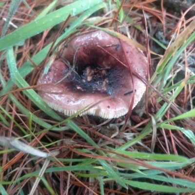 Russula sp. (genus) (Russula) at QPRC LGA - 17 Jan 2024 by zoe84