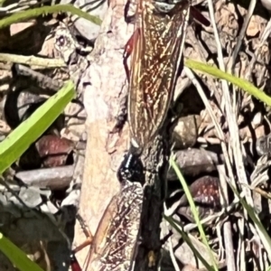 Zosteria sp. (genus) at Sth Tablelands Ecosystem Park - 19 Jan 2024